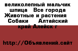 великолепный мальчик шпица - Все города Животные и растения » Собаки   . Алтайский край,Алейск г.